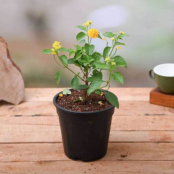 Lantana camara (Lavender) Yellow Plant