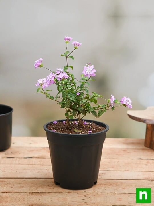 Lantana camara (Lavender) - Plant