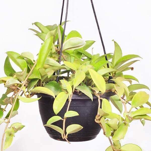 Hoya carnosa variegated (hanging basket) Plant