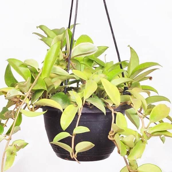 Hoya Carnosa (green, hanging basket) Plant