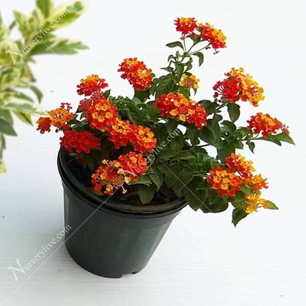Lantana camara (Red, Haldi Kumkum) - Plant