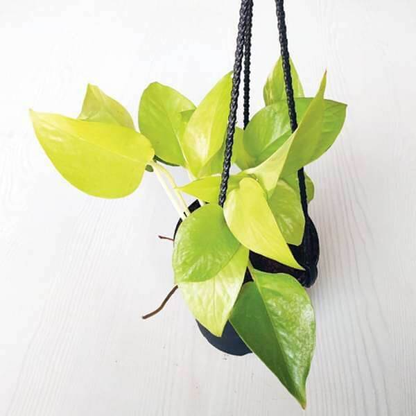Money plant golden, Scindapsus golden (Hanging basket) Plant