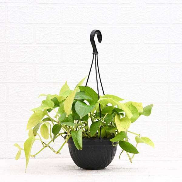 Money plant golden, Scindapsus golden (Hanging Basket) - Plant