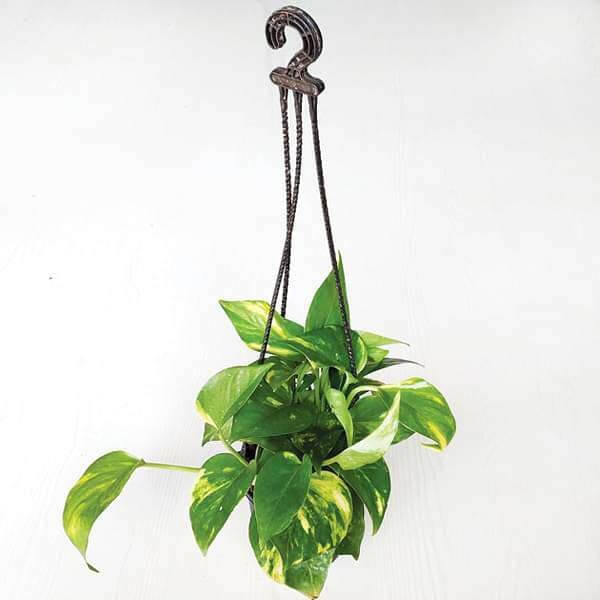 Money plant, Scindapsus Green (Hanging basket) Plant
