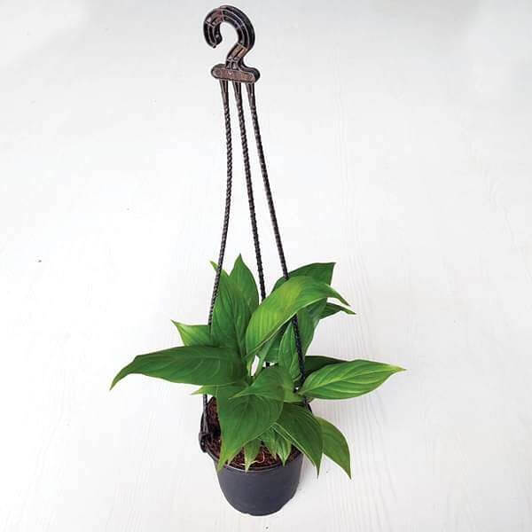 Peace Lily, Spathiphyllum (Hanging basket) - Plant