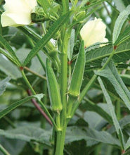 Okra Harsit Imported Seeds 40-50