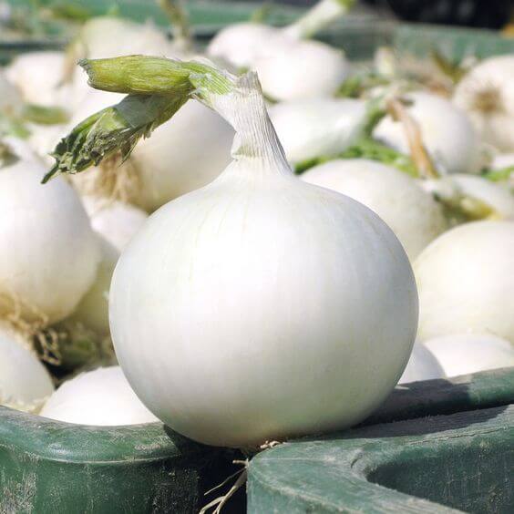 Onion White Vegetable Imported seeds 50-100