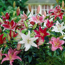 Oriental lily Imported Flower Bulbs Mixed