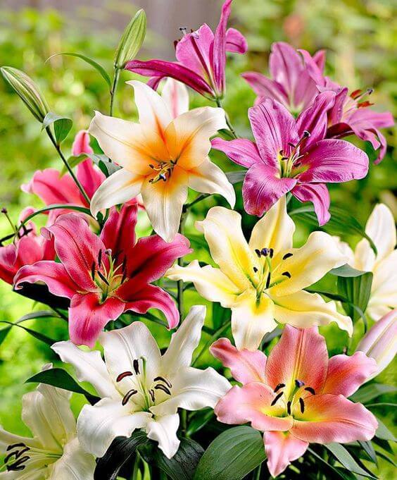 Oriental lily Imported Flower Bulbs Mixed