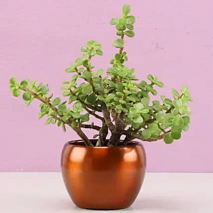 Ornamental Jade Plant In Brass Pot