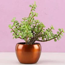 Ornamental Jade Plant In Brass Pot