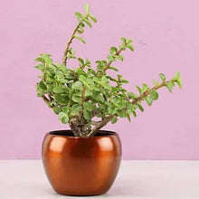 Ornamental Jade Plant In Brass Pot