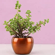 Ornamental Jade Plant In Brass Pot