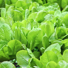 Spanish Green Vegetable Imported seeds 50-100