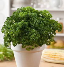 Parsley Imported Seeds 50-100