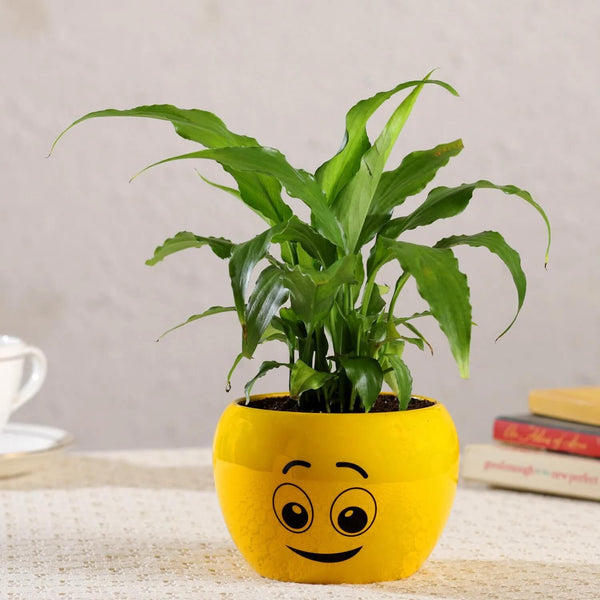 Peace Lily Plant In Cute Emoji Printed Pot