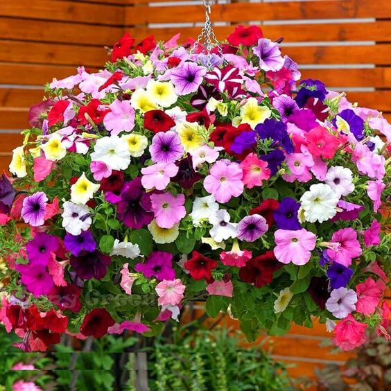 Petunia Mix Flower Seeds, Imported Seeds 50-100