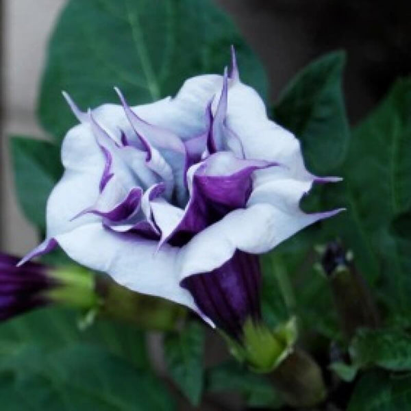 Kala Dhatura Plant