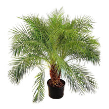 Phoenix Palm Indoor & Outdoor