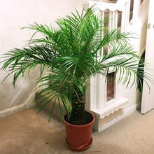 Phoenix Palm Indoor & Outdoor