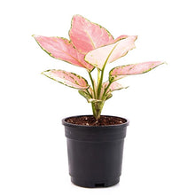 Aglaonema dud anyamanee (Green, Pink) - Plant