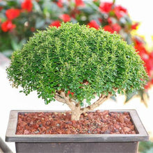 Buxus Bonsai - Plant