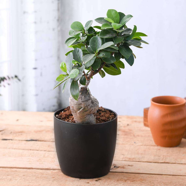 Ficus Bonsai - Plant