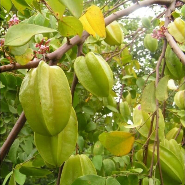 Kamrak - Star Fruit