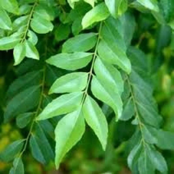 Kadi Patta Plant, Curry Leaves , Sweet Neem, Mitha Neem