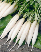 Radish Washa Behar Imported Vegetable seeds 50-100