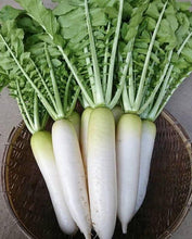 Radish Chandni Vegetable Imported seeds 50-10