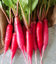 Radish Red Long Imported Vegetable seeds 50-100