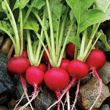 Radish Red Round Imported Vegetable seeds 50-100