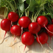 Radish Red Round Imported Vegetable seeds 50-100