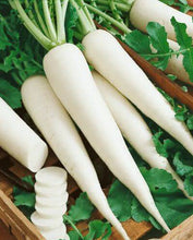 Radish Washa Behar Imported Vegetable seeds 50-100