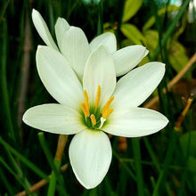 Rain lily White Flower Bulbs Pack of 5 Bulbs