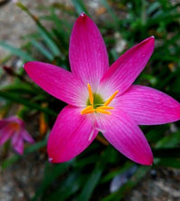 Rain lily Pink Flower Bulbs Pack of 5 Bulbs