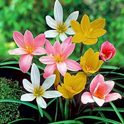 Rain lily Mixed Flower Bulbs Pack of 5 Bulbs