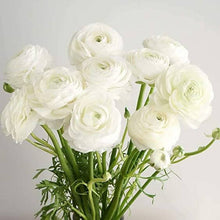 Ranunculus Imported Flower Bulbs White (Pack of 5)