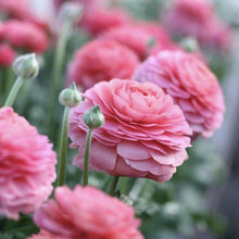 Ranunculus Imported Flower Bulbs Pink