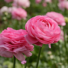 Ranunculus Imported Flower Bulbs Pink