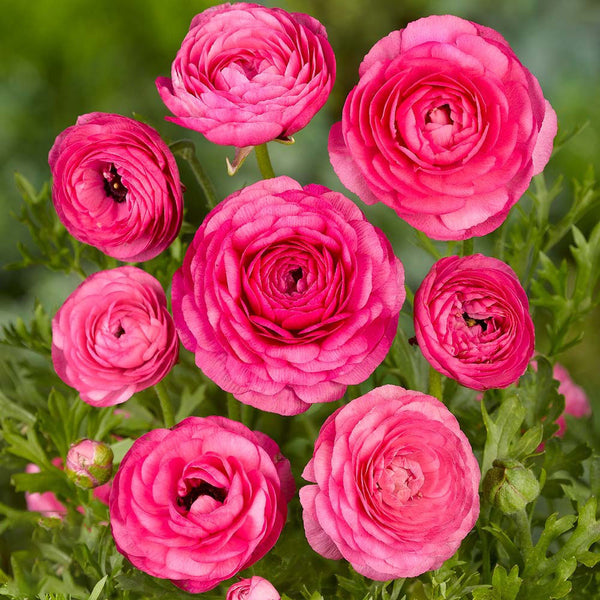 Ranunculus Imported Flower Bulbs Pink