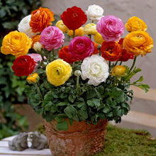 Ranunculus Imported Flower Bulbs Multicolor