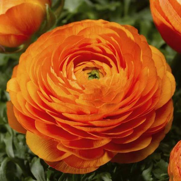 Ranunculus Imported Flower Bulbs Orange