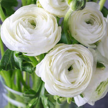 Ranunculus Imported Flower Bulbs White (Pack of 5)