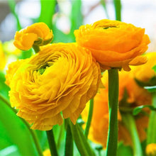 Ranunculus Imported Flower Bulbs Yellow