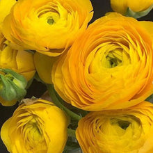 Ranunculus Imported Flower Bulbs Yellow