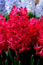 Hyacinth Imported Flower Bulbs Red