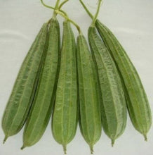 Ridge Gourd Imported seeds 40-50