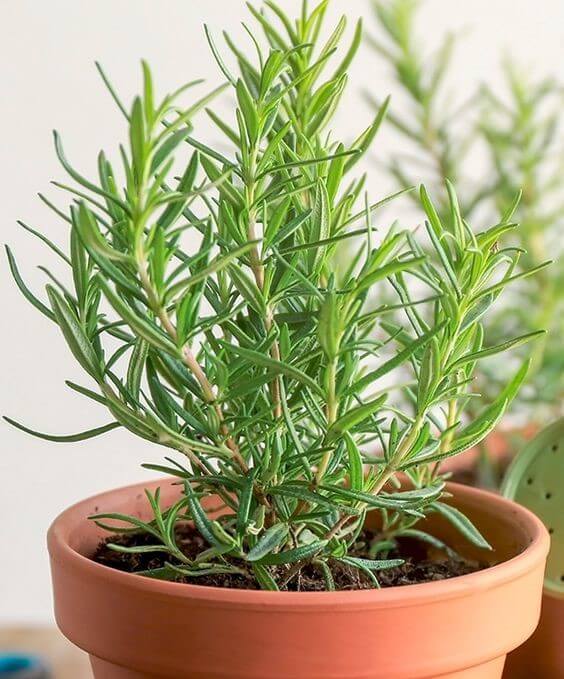 Rosemary Herb Seeds, Imported Seeds 40-50